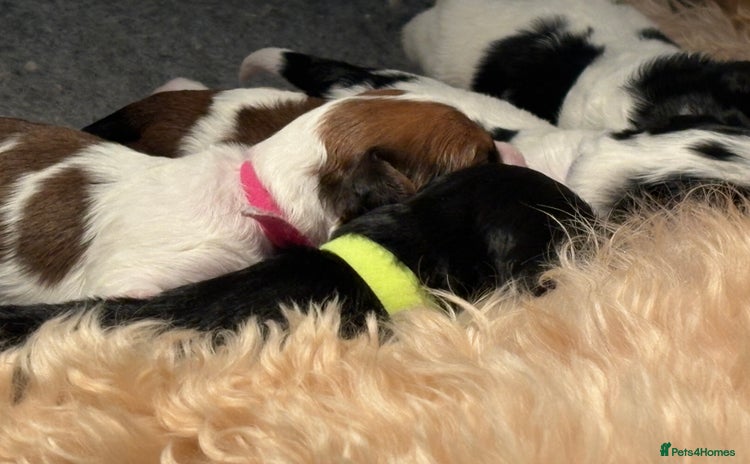 Cavapoo dogs - Advert 1