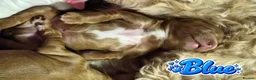 Mixed Breed dogs for sale: 4 Beautiful Cavapoo/Australian Labradoodle Puppies - Advert 19