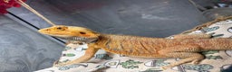 Bearded Dragon reptiles for sale: Bearded Dragon looking for home! - Advert 4