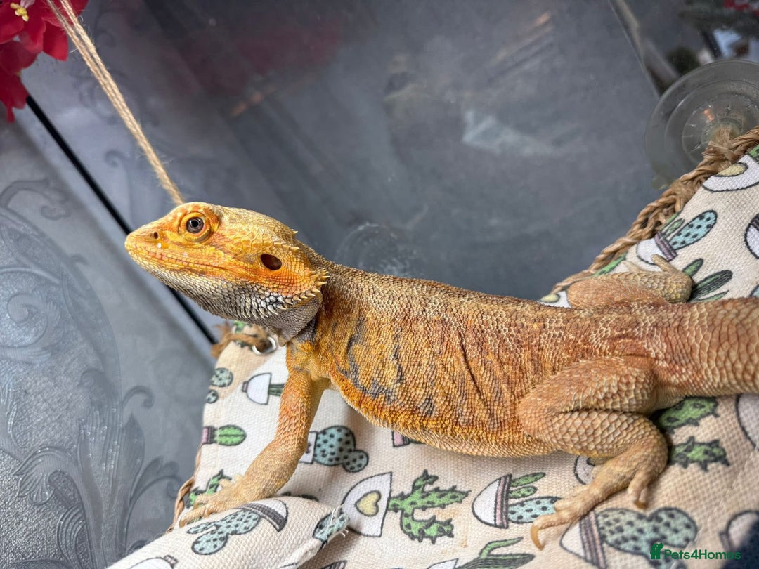 Bearded Dragon reptiles for sale: Bearded Dragon looking for home! - Advert 4