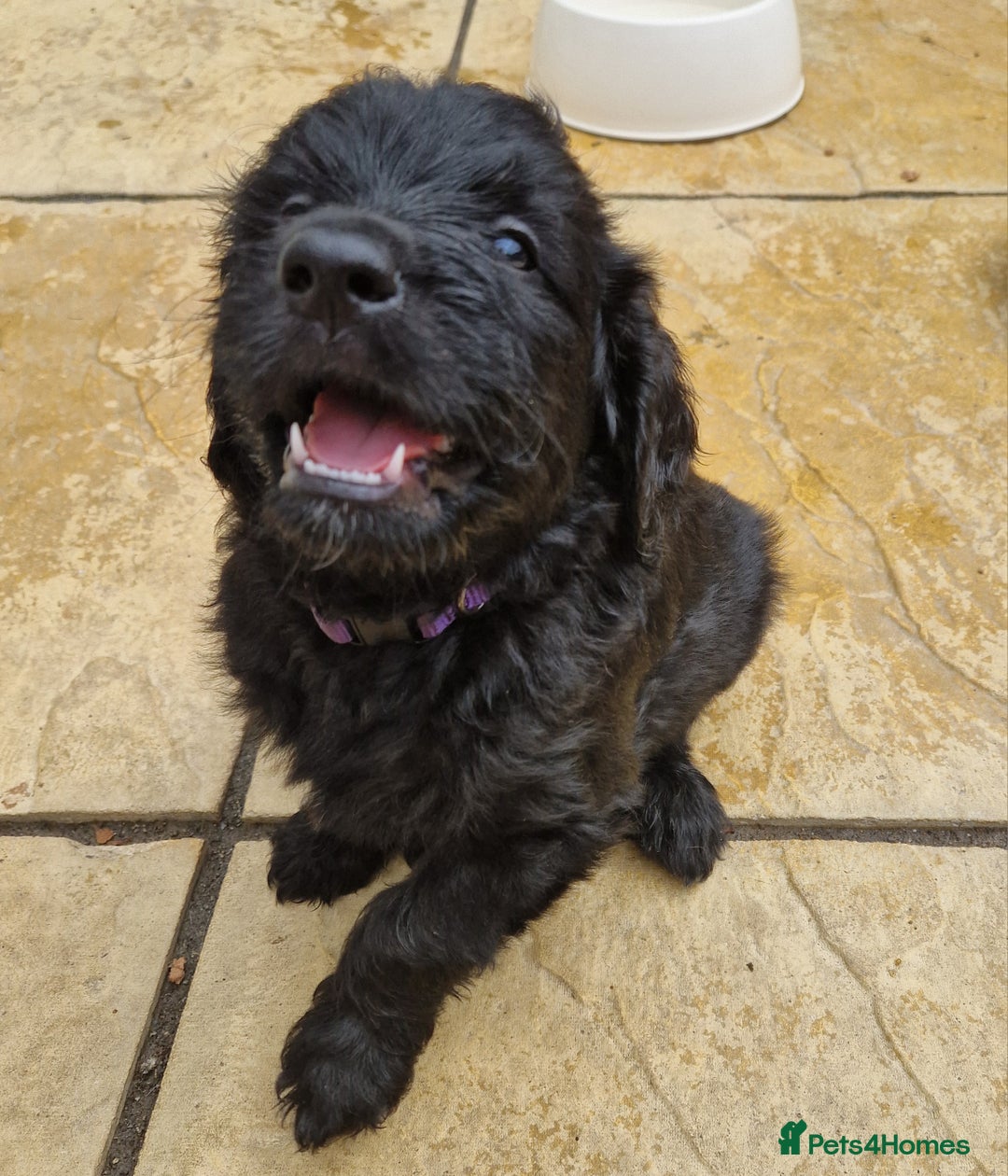 Goldendoodle dogs for sale: MultiGen Goldendoodles  - Image 5