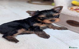 Yorkshire Terrier dogs for sale: Last girl ready🥰 Pedigree Yorkshire Terrier Puppy - Image 18