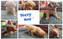 Golden Retriever dogs for sale: 🐾 Golden Retriever Puppies – Ready Soon! 🐾 - Image 8