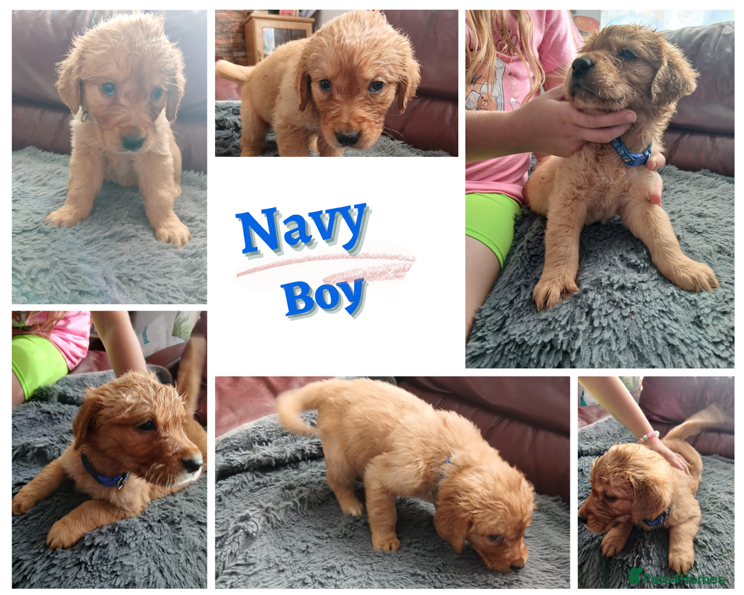 Golden Retriever dogs for sale: 🐾 Golden Retriever Puppies – Ready Soon! 🐾 - Image 8