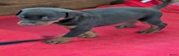 Dobermann dogs for sale: Beautiful KC Doberman Pups - Advert 5