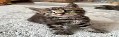 Classic black/brown tabby 
