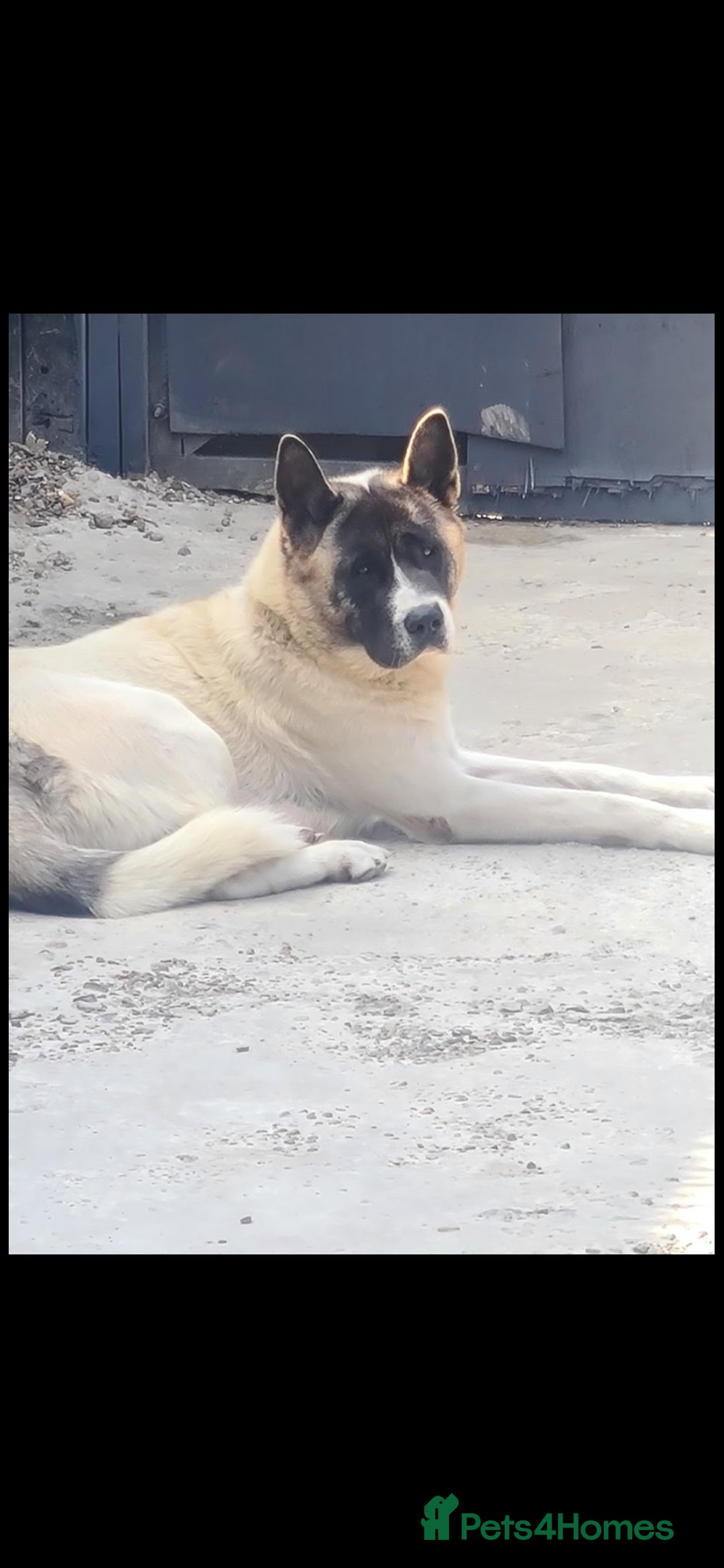Akita dogs for sale: Akita for sale. - Image 5