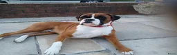 Mixed Breed dogs for sale: 7 Boxer puppys for sale  - Advert 6