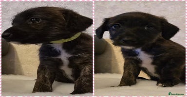 Mixed Breed dogs Italianpoos - Advert 4