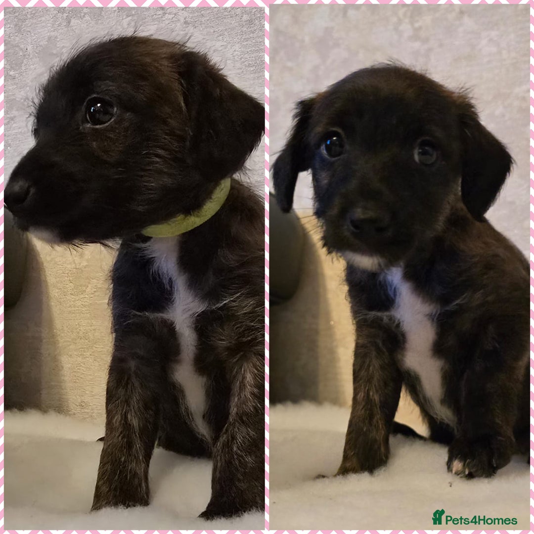 Mixed Breed dogs for sale: Italianpoos - Advert 3