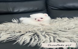 Pomeranian dogs for sale: 🐻Stunning 🤩 Champion Line🏅Teddy Face 🧸 - Image 5