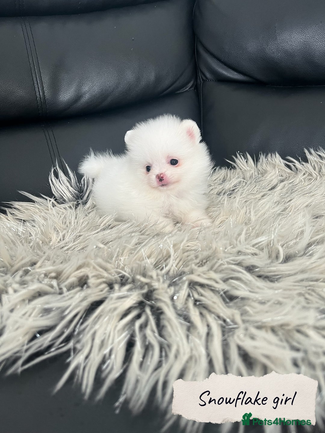 Pomeranian dogs for sale: 🐻Stunning 🤩 Champion Line🏅Teddy Face 🧸 - Image 5