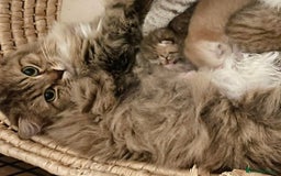 British Shorthair cats for sale: Golden BSH  - Image 13