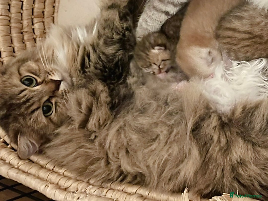 British Shorthair cats for sale: Golden BSH  - Image 13