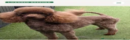 Cavapoo dogs for sale: Stunning little F1B cavapoo boy in Pontypool - Advert 3