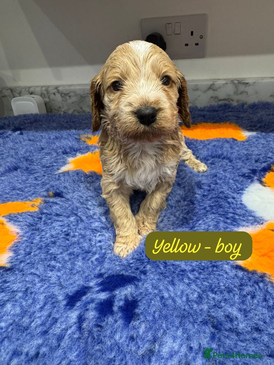 Cockapoo dogs for sale: Cockapoo puppies - Advert 3