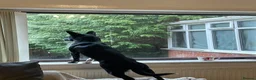 Mixed Breed dogs for sale: Luna  - Advert 9