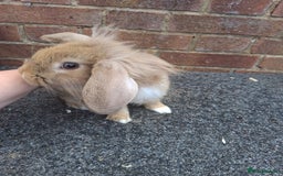 Mixed Breed rabbits for sale: Taka and Bobby - Image 7