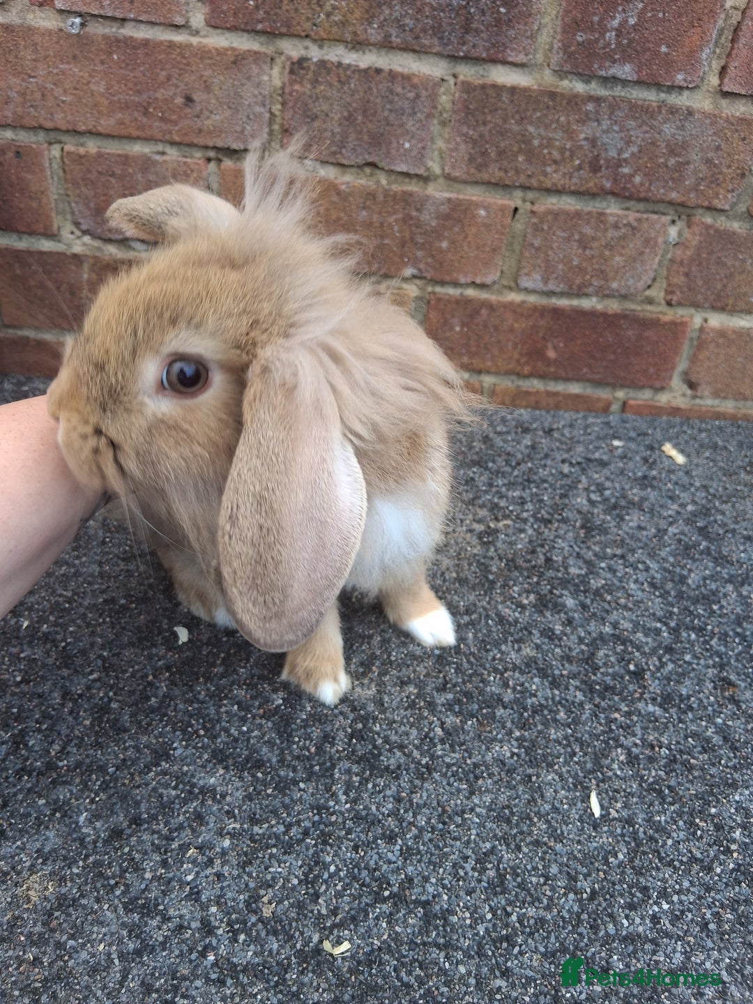 Mixed Breed rabbits for sale: Taka and Bobby - Image 7