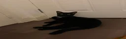 Mixed Breed cats for sale: Black Male Kitten 10 Months Old - Advert 5