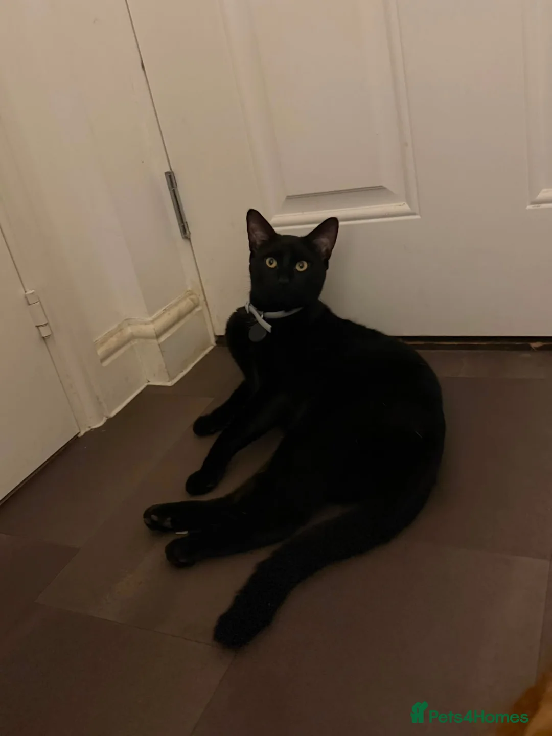 Mixed Breed cats for sale: Black Male Kitten 10 Months Old - Advert 5