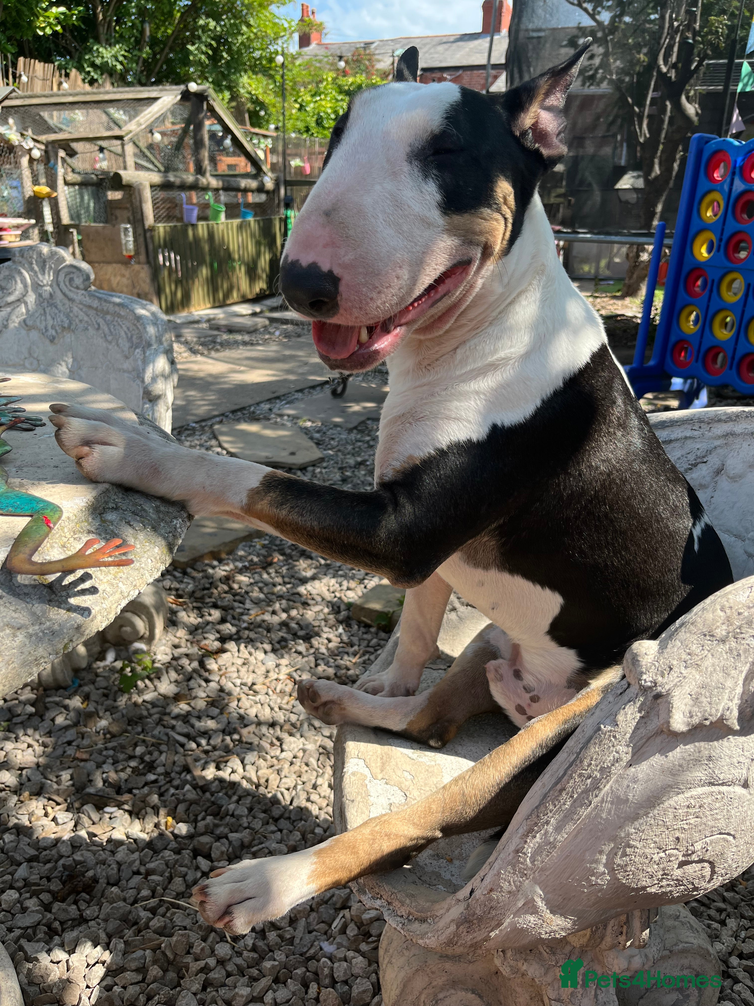 English Bull Terrier dogs 2 ebt dogs need to go separately  - Advert 18