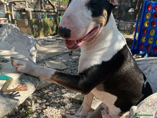 English Bull Terrier dogs 2 ebt dogs need to go separately - Advert 18