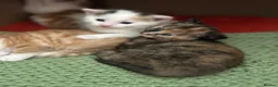 Mixed Breed cats for sale: Kittens - Advert 6