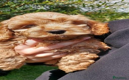 Cockapoo dogs for sale: Stunning cockerpoo puppy  - Image 4