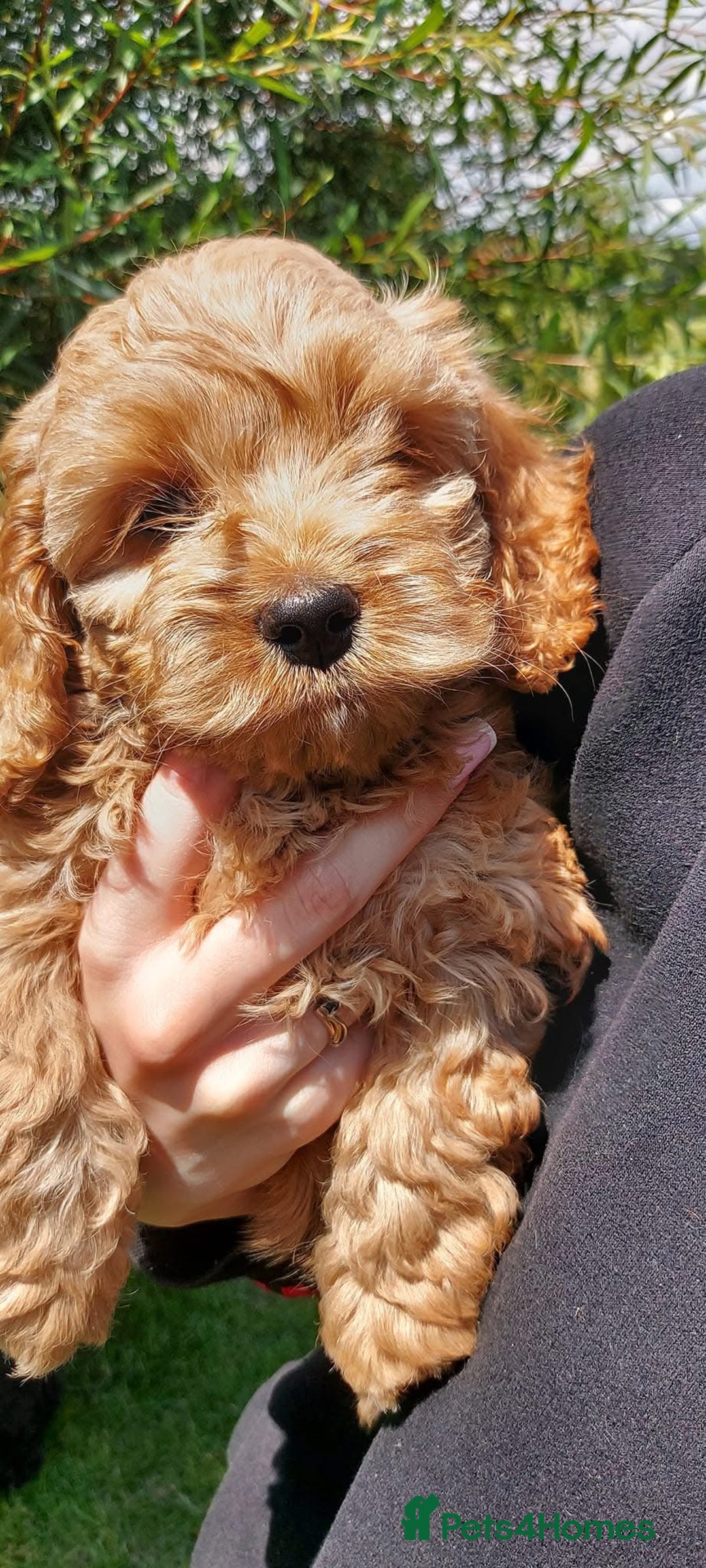 Cockapoo dogs for sale: Stunning cockerpoo puppy  - Image 4