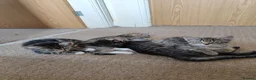 Mixed Breed cats for sale: Unique Tabby kittens   looking for a forever home  in Doncaster - Advert 18