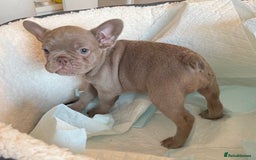 French Bulldog dogs for sale: Adorable French Bulldog Puppies for Sale 🐾 - Advert 24