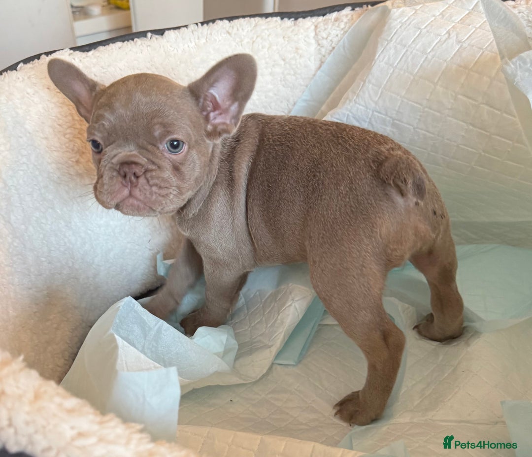 French Bulldog dogs for sale: Adorable French Bulldog Puppies for Sale 🐾 - Advert 24
