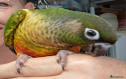 Parakeets birds for sale: Handreared Conures! Kakariki and lovebirds  - Image 9