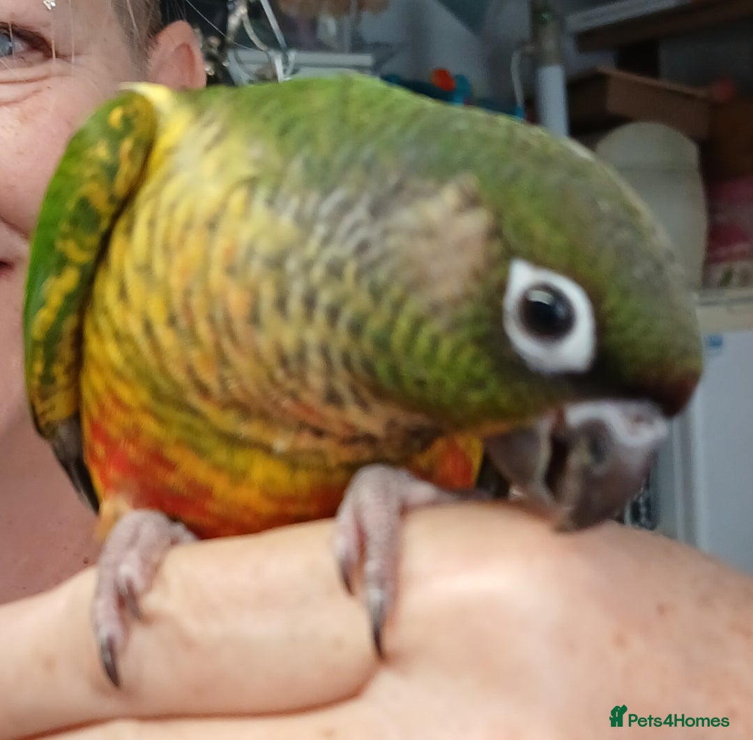 Parakeets birds for sale: Handreared Conures! Kakariki and lovebirds  - Image 9