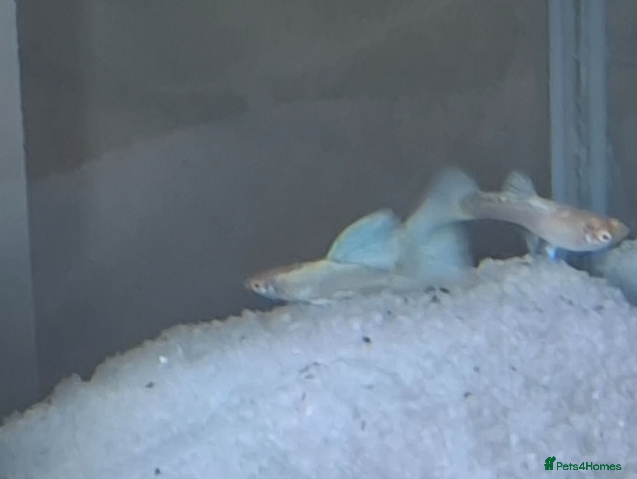 Bettas fish guppies mix - Advert 6