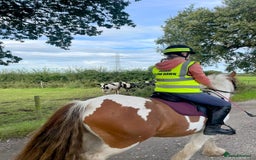 Irish Cob horses for sale: 5 yo skewbald cob 13.3 hh  - Image 15