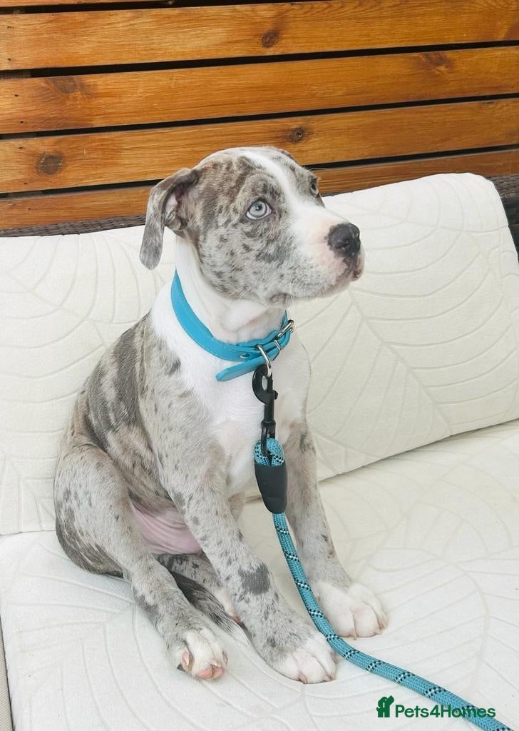 Mixed Breed dogs 3 year old bull breed mix  - Advert 1