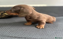 Dachshund dogs for sale: GORGEOUS DACHSHUNDS PUPPIES - Image 23