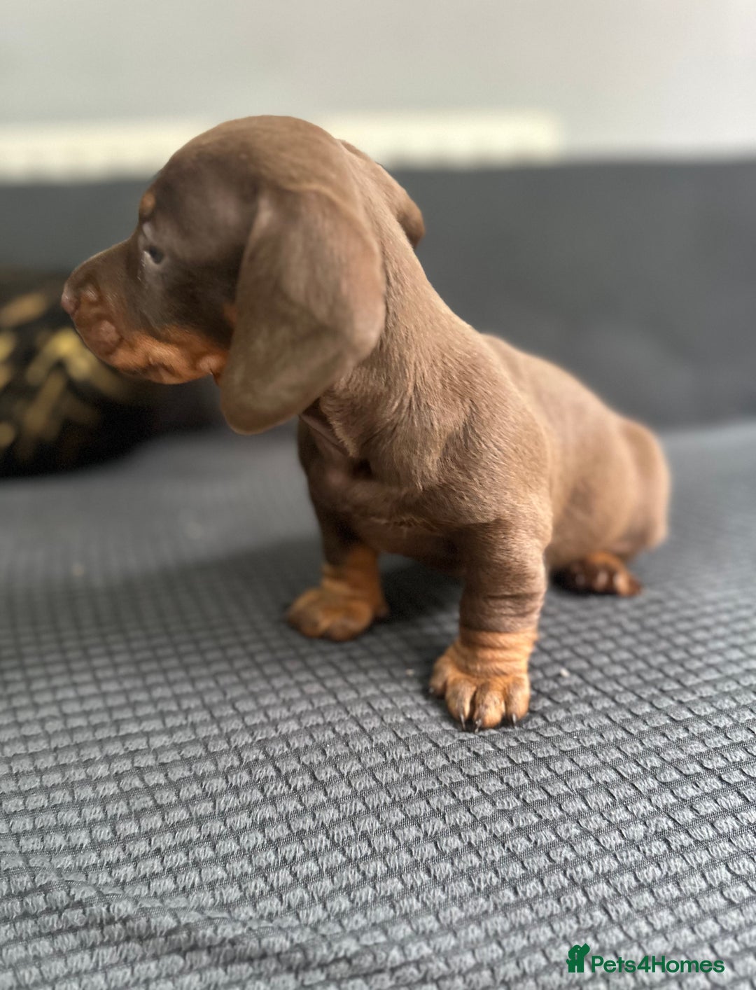 Dachshund dogs for sale: GORGEOUS DACHSHUNDS PUPPIES - Image 23