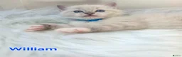 Ragdoll cats for sale: 😻Beautiful GCCF Registered Ragdoll Kittens😻 - Advert 9