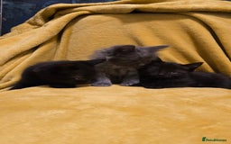 Mixed Breed cats for sale: Beautiful half ragdoll kittens - Image 12
