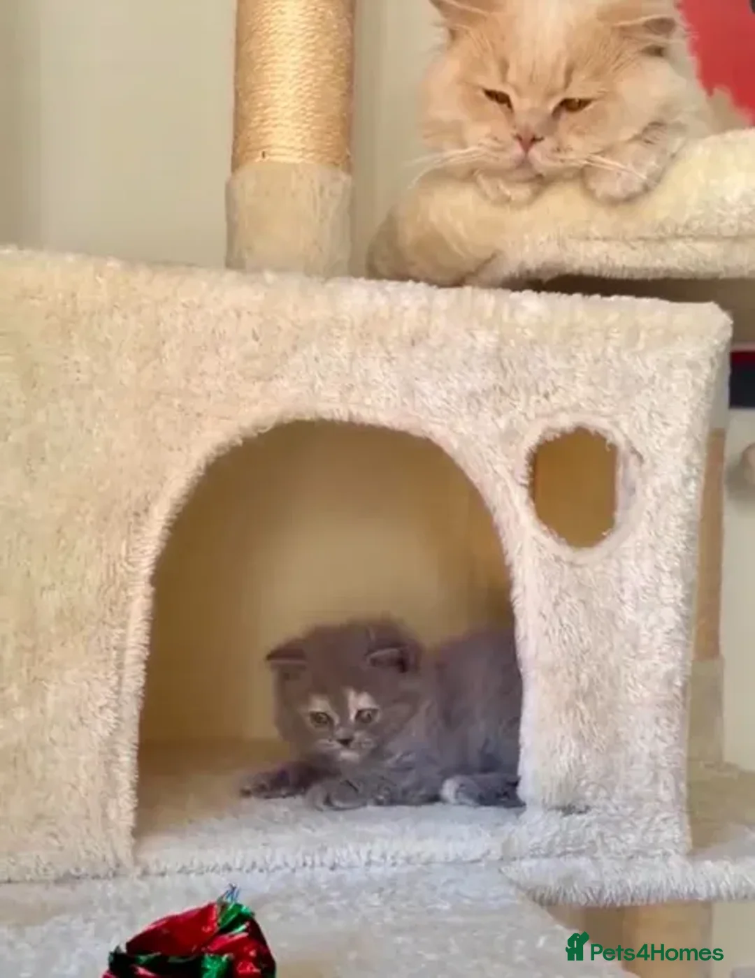 British Shorthair cats for sale: Beautiful British Shorthair Kittens - Advert 2