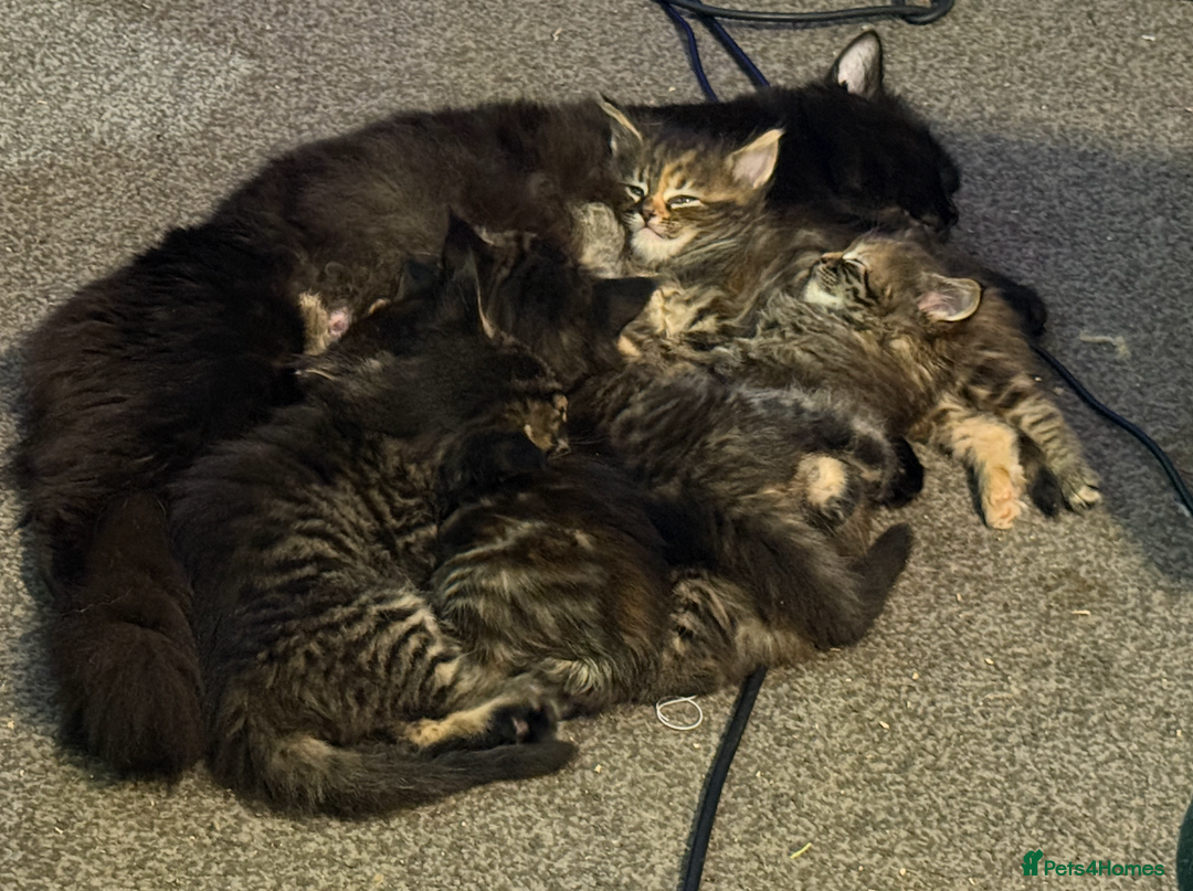 Maine Coon cats for sale: Maine Coon Cross Kittens Ready for Homes! - Advert 16