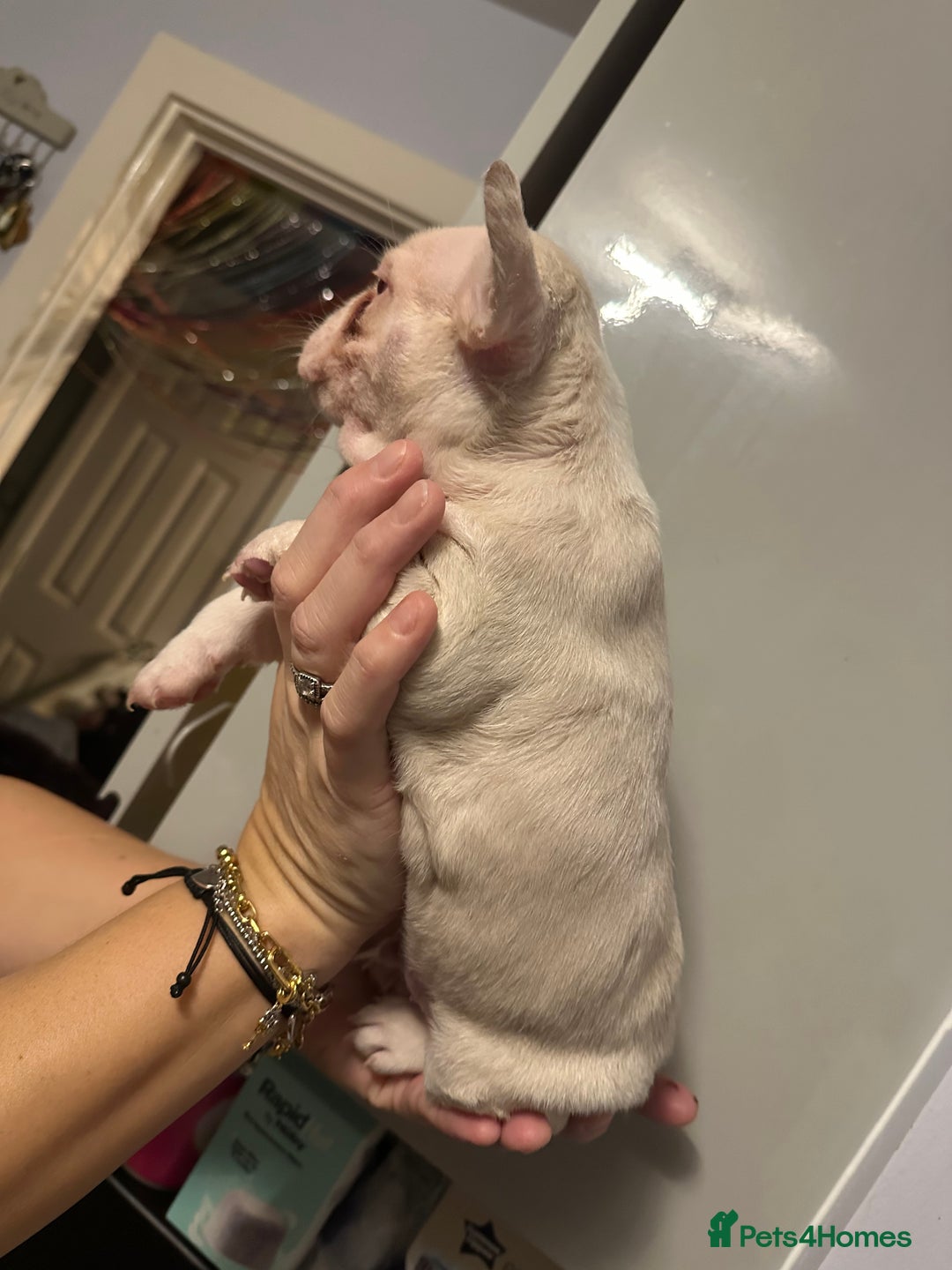 French Bulldog dogs for sale: French bulldogs - Advert 2