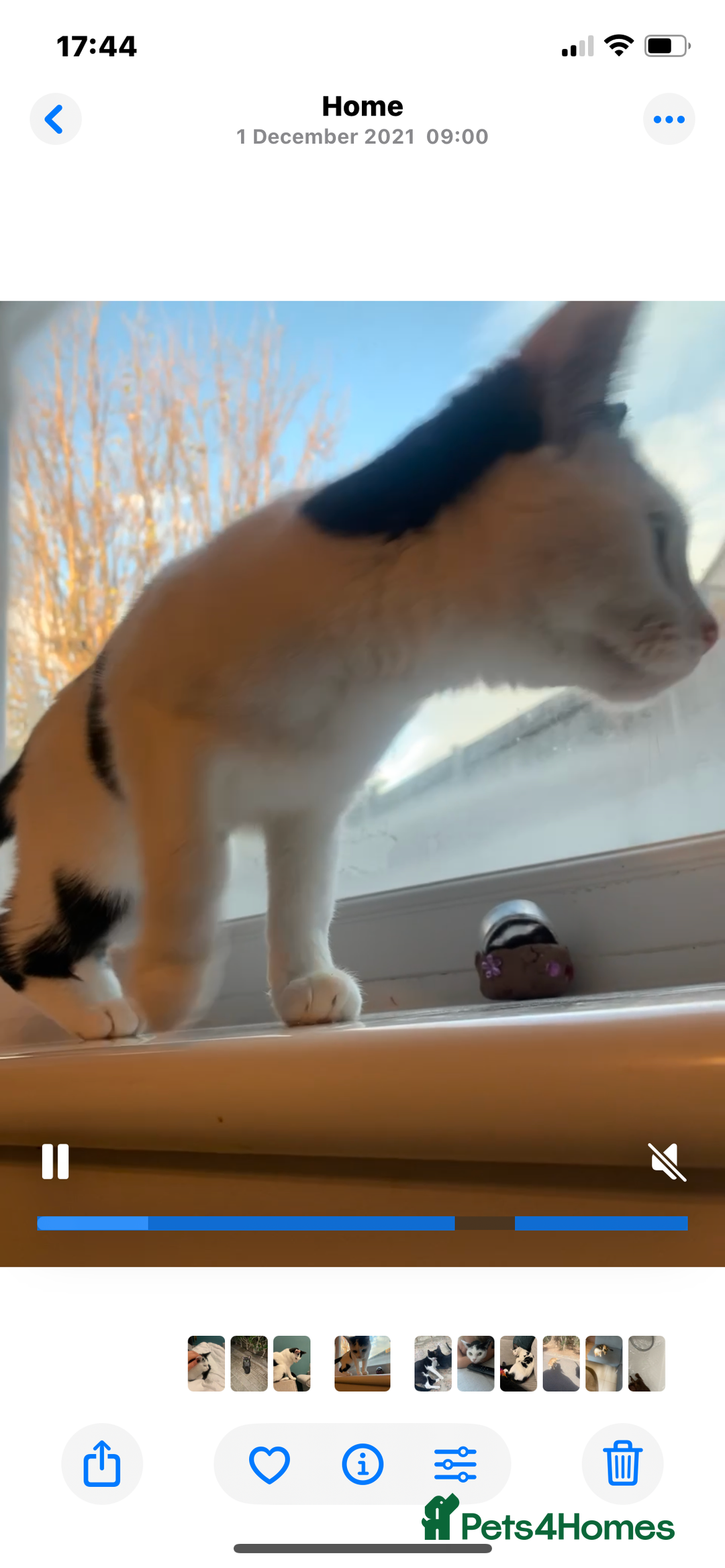 Domestic Shorthair cats for sale: Free to a loving home  - Image 8