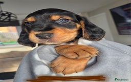 Bocker dogs for sale: 7x Bocker pups (born 22/06/2025) - Image 22