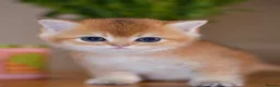 British Shorthair cats for sale: GCCF/TICA Stunning Golden BSH/BLH Kittens - Advert 15