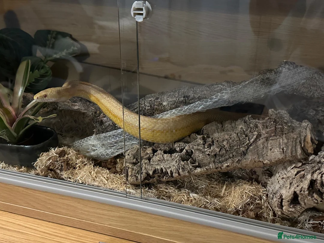 Corn Snake reptiles for sale: Beautiful Corn Snake with Full Set-up in Harpenden - Advert 2