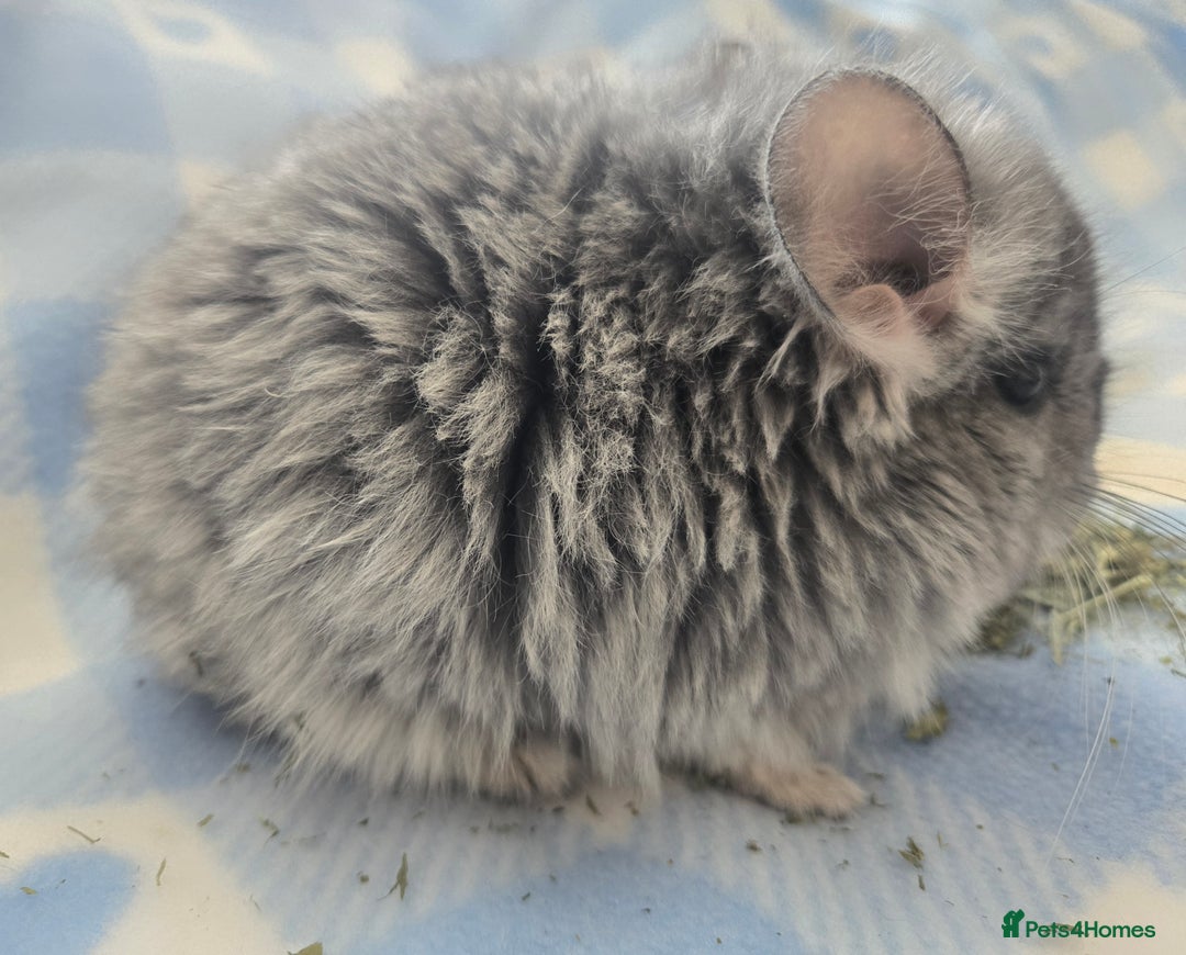 Chinchilla rodents for sale: Baby Chinchillas  - Image 2